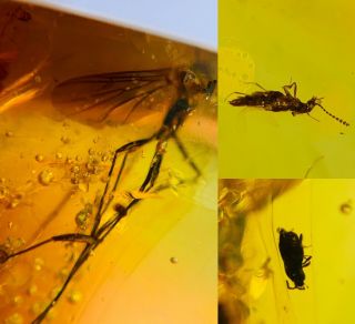Rove Beetle&unknown Fly Burmite Myanmar Burmese Amber Insect Fossil Dinosaur Age