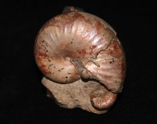 Ammonite Phyllopachyceras Acanthohoplites Fossil Russia