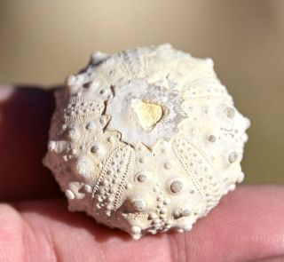 Fossil Sea Urchin,  Goniopygus Sp,  From Morocco