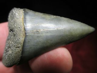 2 - 1/16 Inch Mako Shark Tooth Fossil Fish Teeth Hastalis Great White Ancestor Sc