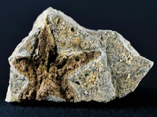43mm Brittlestar Petraster Starfish Fossil Ordovician 450 Million Years Old