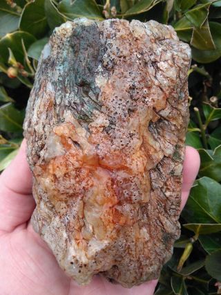 Large Non Cut South Fork Crooked River Agate Limb Cast Moss Filament Or 1.  75lbs
