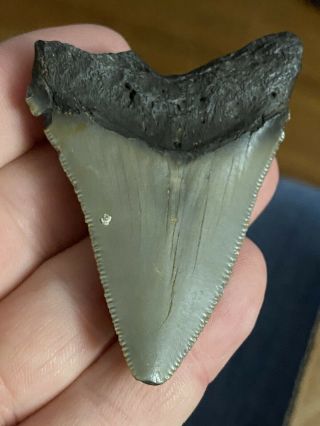 Large 2 5/8 " Megalodon Giant Shark Tooth Teeth Extinct Fossil Megladon.