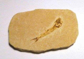 1 & 9/16 " Detailed Dastilbe Fossil Fish Plate Brazil