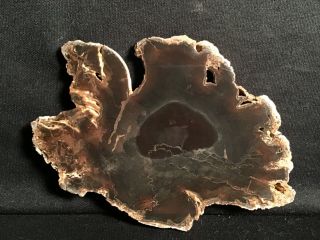 Rw Unique " Petrified Wood Round " Oregon