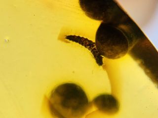 Beetle Larva&plant Spores Burmite Myanmar Burma Amber Insect Fossil Dinosaur Age