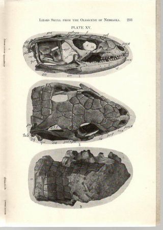 Stylemys Turtle Skull - Fossil Bird - Lizard Skull - Fossil Egg: Oligocene Nebraska