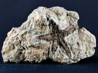 35mm Brittlestar Petraster Starfish Fossil Ordovician Belkus Morocco