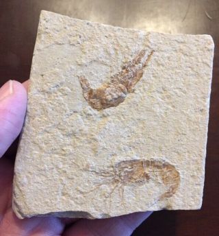 2 Fossil Shrimp Carpopenaeus Cretaceous Lebanon 4