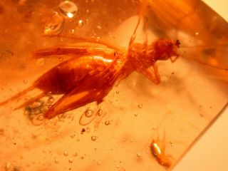 Giant Tropical Cricket,  Enhydros In Colombian Copal Amber Fossil Rain Forest