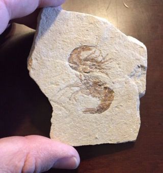 2 Fossil Shrimp Carpopenaeus Cretaceous Lebanon