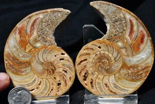 2770 Cut Split Pair Ammonite Rare Cymatoceras 110myo Fossil 74mm Large 2.  9 "