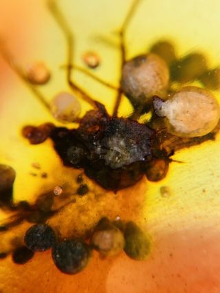 Unknown Bug In Plant Spores Burmite Myanmar Amber Insect Fossil Dinosaur Age