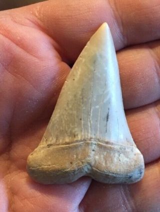 Massive Carcharodon Hastalis 2.  18 " Mako Great White Bakersfield Shark Tooth Hill