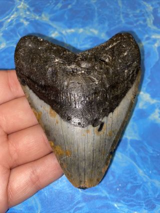 Megalodon Shark Tooth 4.  01” Huge Teeth Big Fossil Meg Scuba Diver Direct 2260