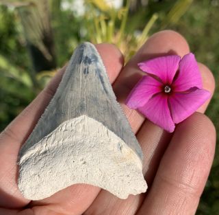 2.  14” Blue Bone Valley Megalodon Shark Tooth - No Restoration