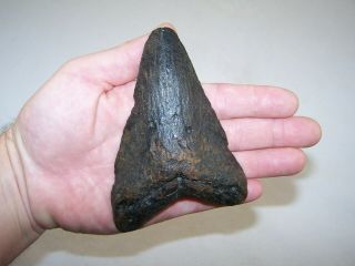 5.  08 " Megalodon Fossil Shark Tooth Teeth - 7.  5 Oz - No Restoration - Not Dinosaur