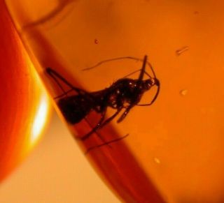 True Bug with Piercing Proboscis in Authentic Dominican Amber Fossil Gem 2