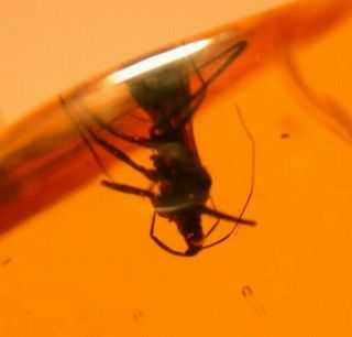 True Bug with Piercing Proboscis in Authentic Dominican Amber Fossil Gem 3
