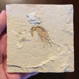Xl Fossil Shrimp Carpopenaeus Cretaceous Lebanon