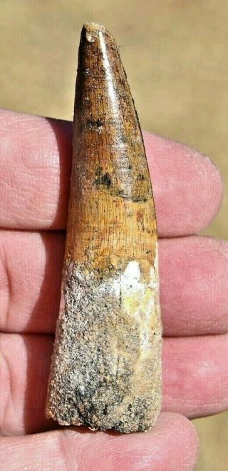 Spinosaurus Tooth 2.  95 Inches,  From Morocco 1