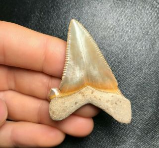 Colorful 1.  99 " Angustidens Shark Tooth Teeth Fossil Sharks Necklace Jaws Jaw