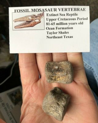 2 Fossil Mosasaur Vertebrae Bones Upper Cretaceous Texas