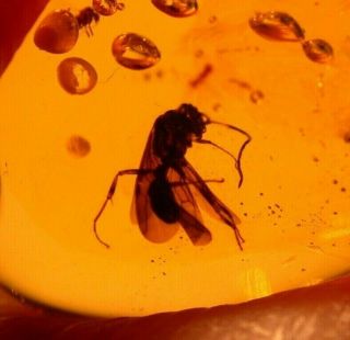 Ponerine Winged Male Ant,  6 Diptera In Authentic Dominican Amber Fossil Gemstone