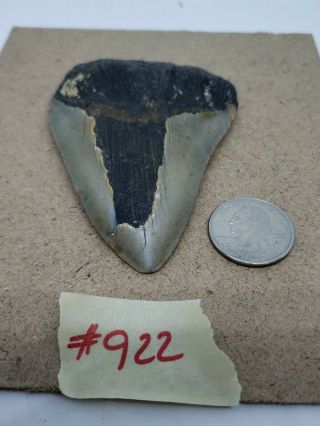 922 Megalodon Unrestored 3.  55 Inch Prehistoric Huge Meg Tooth Fossil