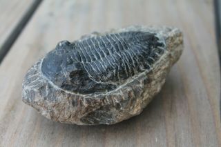 Large Trilobite Fossil From Morocco