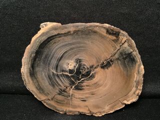 T Rw " Petrified Wood Round " West Central Or.  Prominent Center