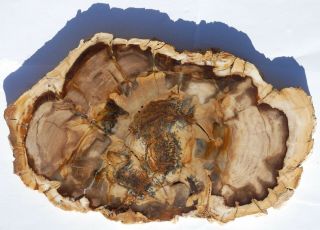 Large,  Polished Nevada Petrified Wood Round - Conifer