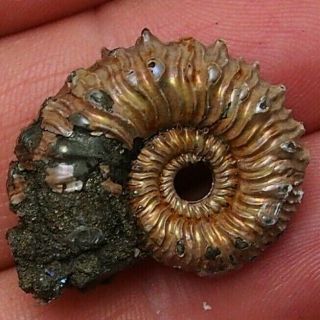 29mm Kosmoceras Sp.  Pyrite Ammonite Fossil Callovian Fossilien Mollusks Russia