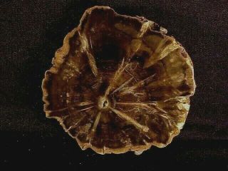 Rw Polished " Petrified Wood Round " Woodworthia From Zimbabwe,  Africa