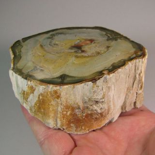 4 " Polished Petrified Wood Branch Slab Fossil Standup - Madagascar - 1 Lb.