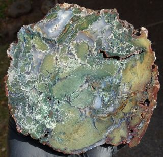 Mw: Petrified Wood Green Limb Cast - Hampton Butte,  Oregon - Face Polished Round