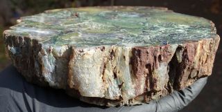 Mw: Petrified Wood GREEN LIMB CAST - Hampton Butte,  Oregon - Face Polished Round 2
