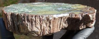 Mw: Petrified Wood GREEN LIMB CAST - Hampton Butte,  Oregon - Face Polished Round 3