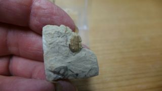 Geological Enterprises Devonian Fossil Trilobite Maurotarion Axitiosum Oklahoma