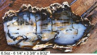 Hubbard Basin,  Nevada Blue Agatized Petrified Wood Slab -