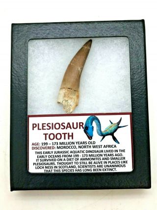 Ancient Plesiosaur Tooth - 199/173 Myo - Morocco Africa - Pt25