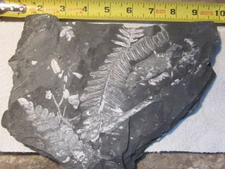 Museum Quality,  Carboniferous Fern Fossil,  Front and Back St Claire PA 2