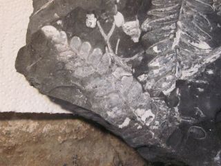 Museum Quality,  Carboniferous Fern Fossil,  Front and Back St Claire PA 3