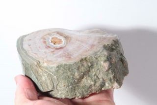 Ross Creek Nova Scotia Agatized Limb Cast 1 lb 13 oz specimen 3