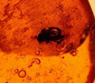 Water Bubbles Enhydros,  Beetle In Authentic Dominican Amber Fossil Gemstone
