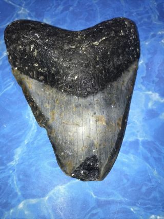 Huge 5.  05” Megalodon Shark Tooth Teeth Fossil Meg Scuba Diver Direct 1390