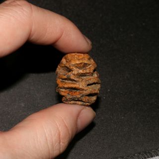 Meta Sequoia Pine Cone Fossil - Hell Creek Formation Cretaceous - Total Stunner