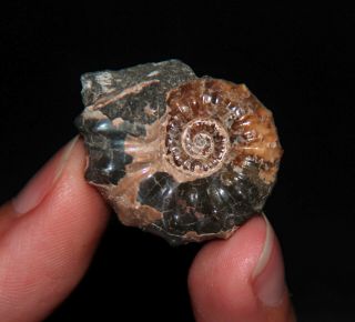 Ammonite Nodosohoplites Fossil Russia