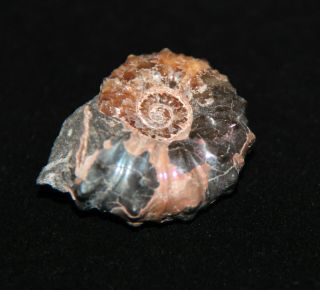 Ammonite Nodosohoplites Fossil Russia 2