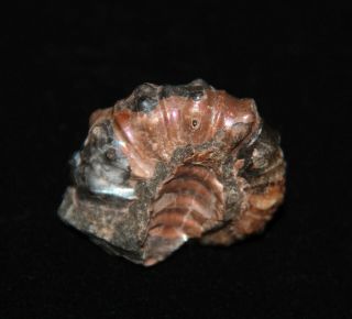 Ammonite Nodosohoplites Fossil Russia 3